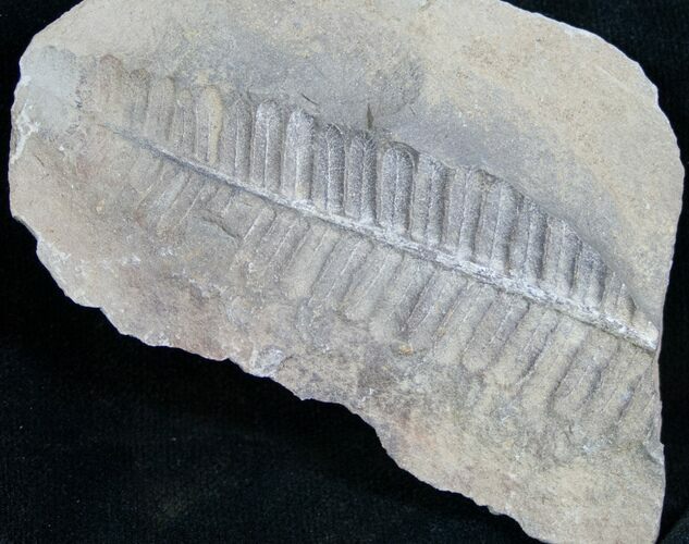 Million Year Old Fern Fossil #7457